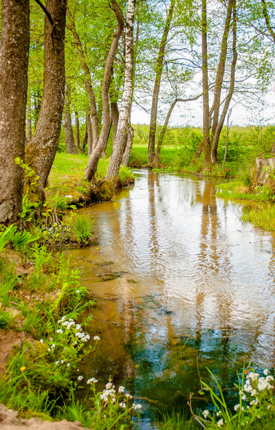 Small river in the forest